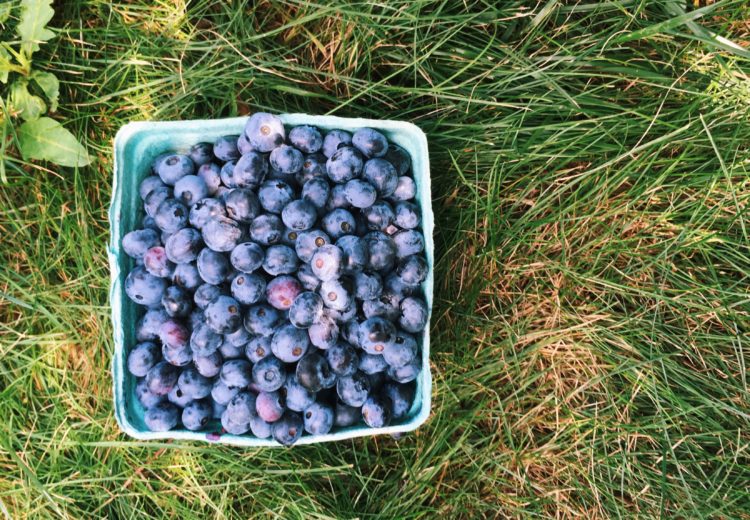 A quart of blueberries sitting in grass