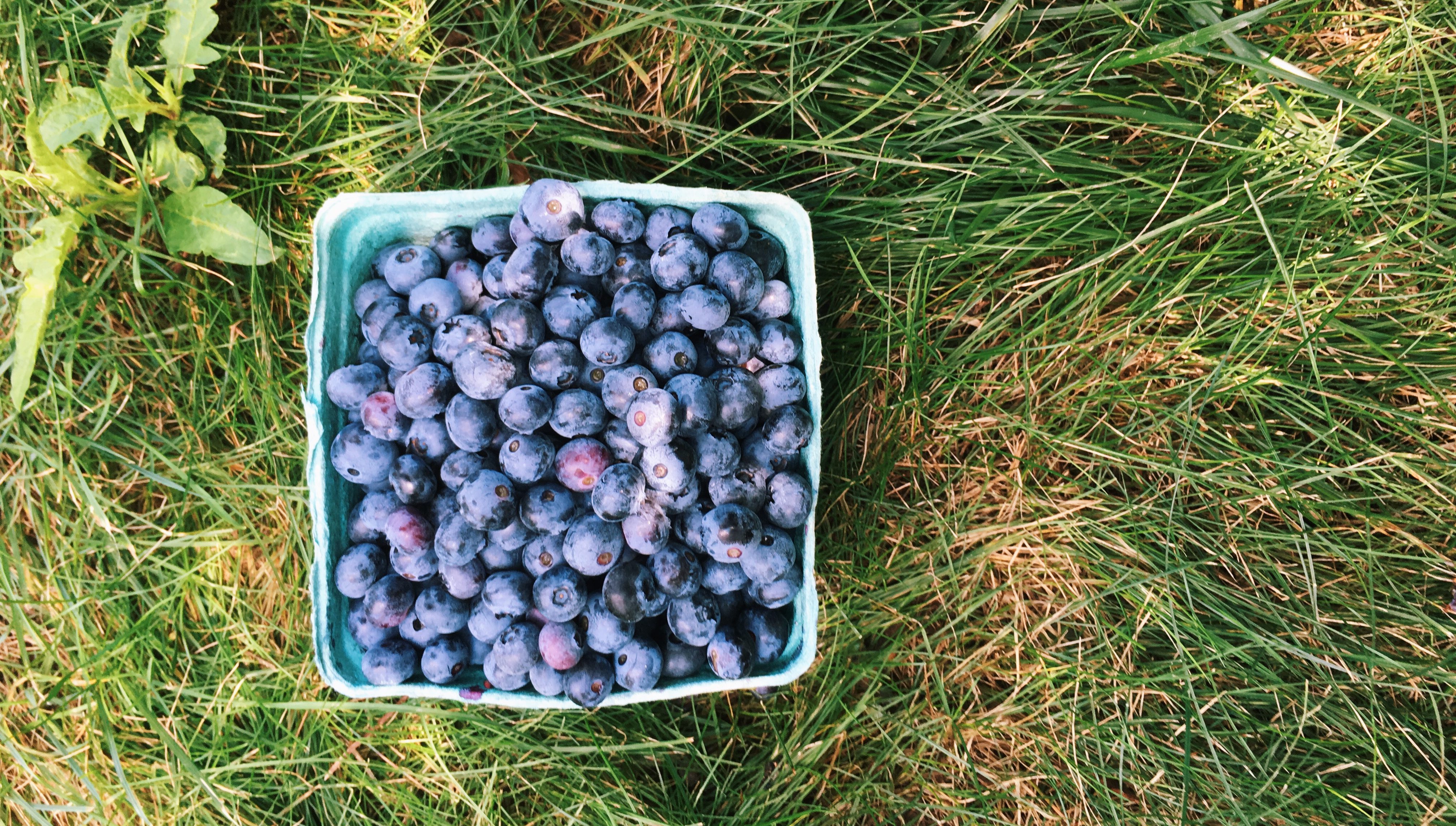 A quart of blueberries sitting in grass